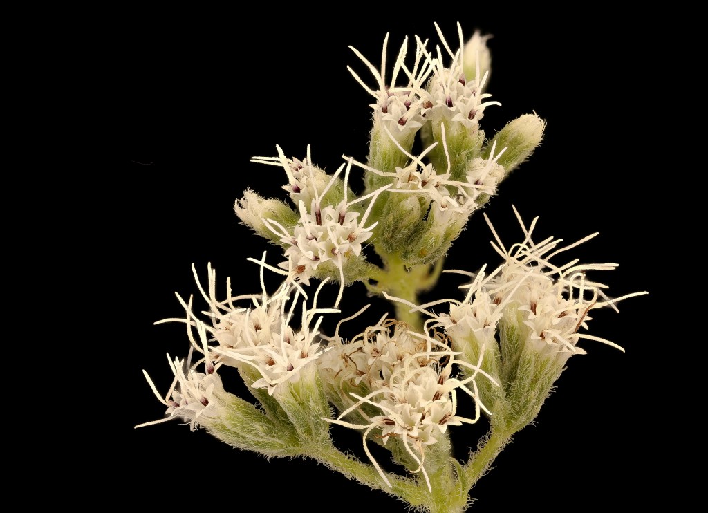 Common Boneset (Eupatorium&nbsp;perfoliatum)