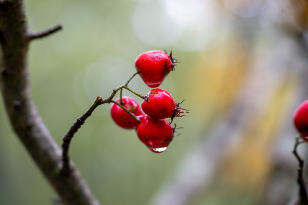 Hawthorn (Crataegus spp.)