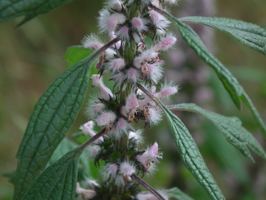 Motherwort (Leonurus cardiaca)