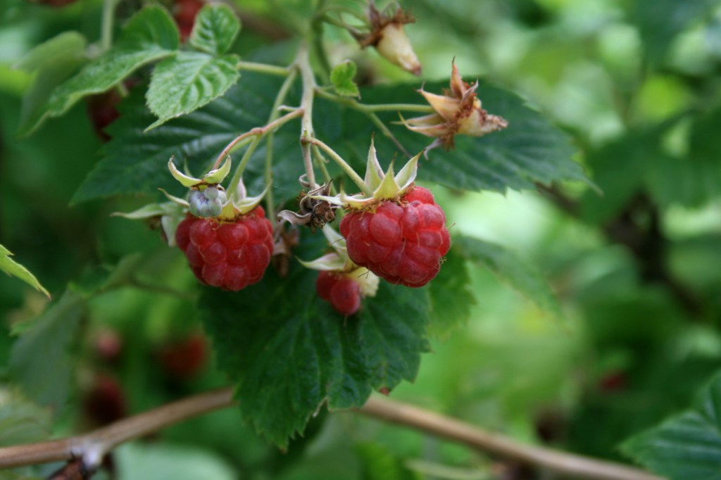 Red Raspberry (Rubus&nbsp;spp.)