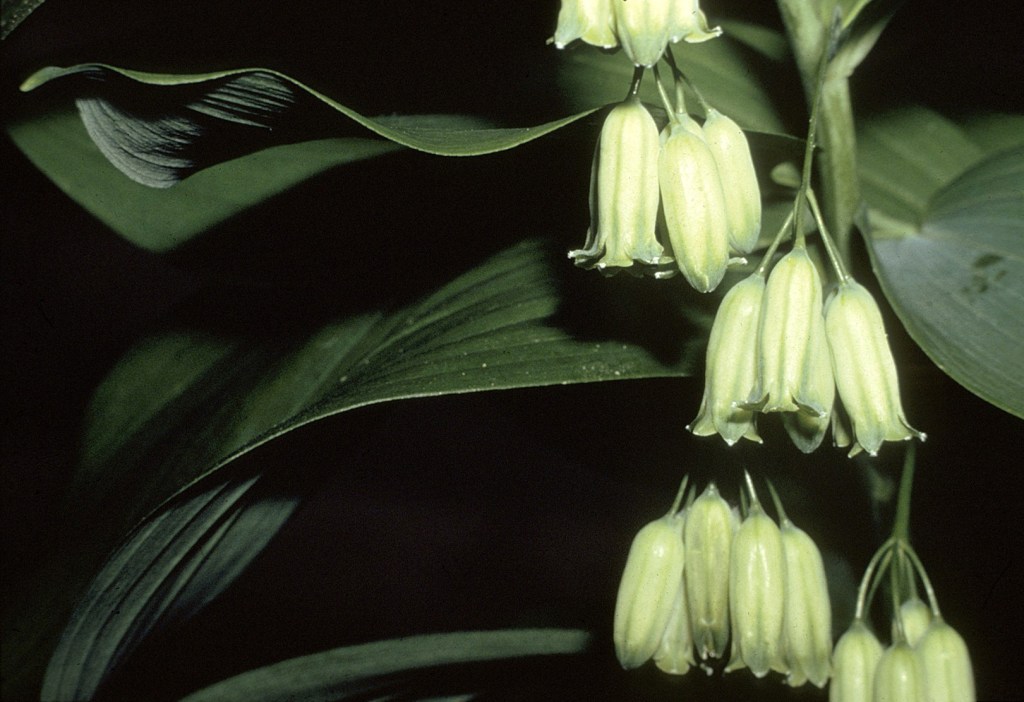 Solomon’s Seal use in the Eclectic Medicine&nbsp;Tradition