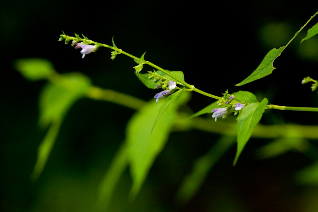 Skullcap (Scuttelaria lateriflora)