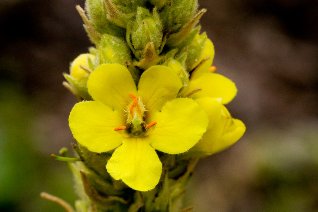 Mullein (Verbascum thapsus)